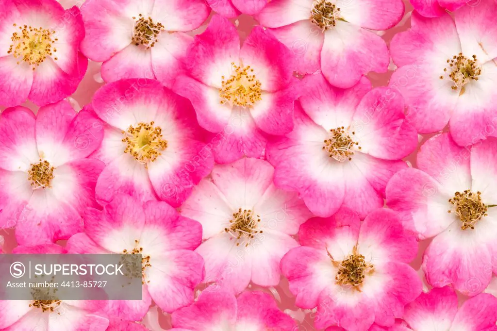 Rose 'Mozart' flowers
