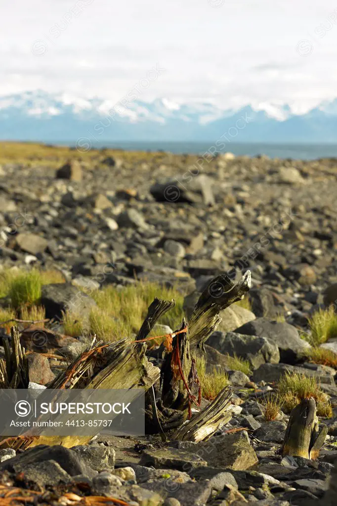 Dead stump from the last glaciation Glacier Bay NP Alaska