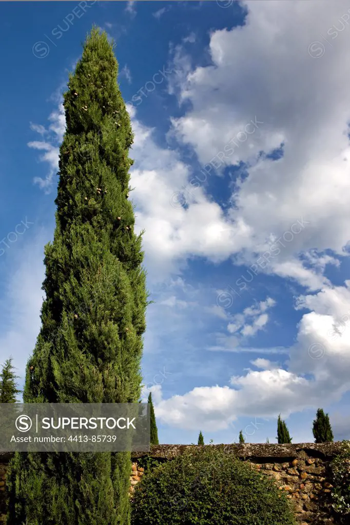 Italian Cypress Provence France