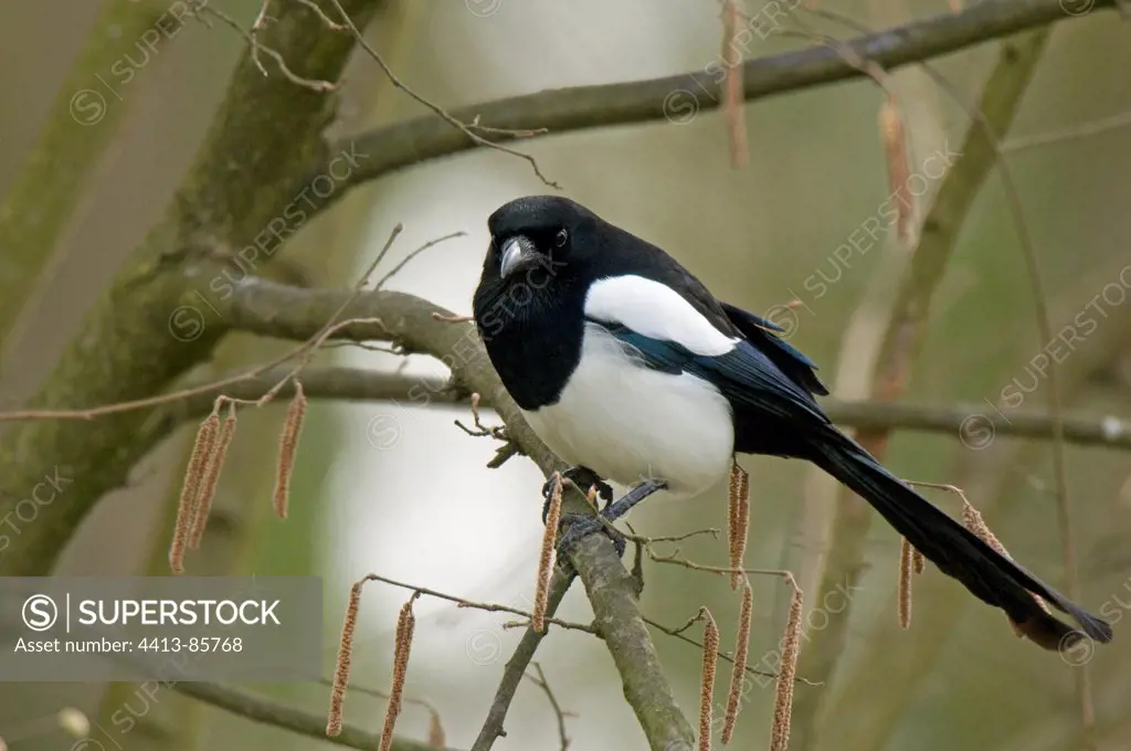 Black-billed Magpie on a branch Ile-de-France France