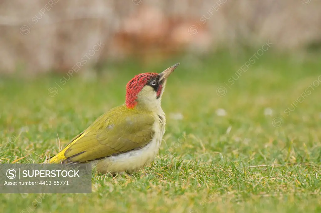 Green Woodpecker on ground frightened by a raptor France