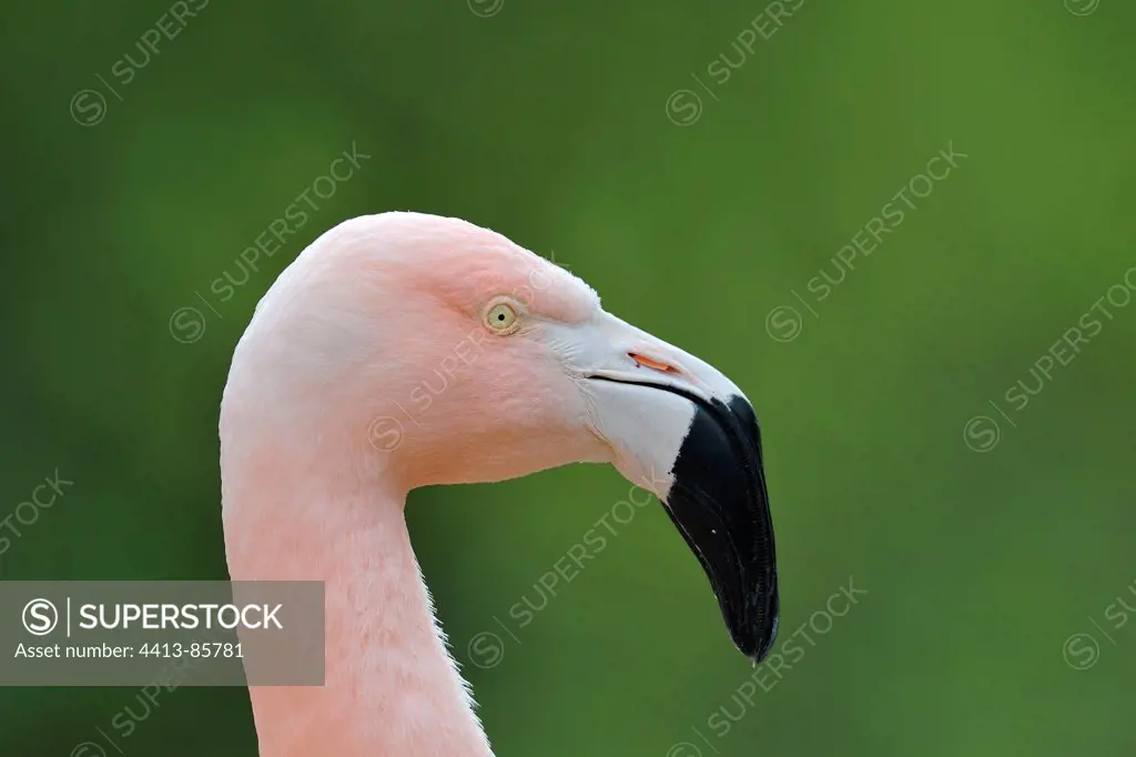 Portrait of Chilean Flamingo Zoo Frankfurt Hesse Germany