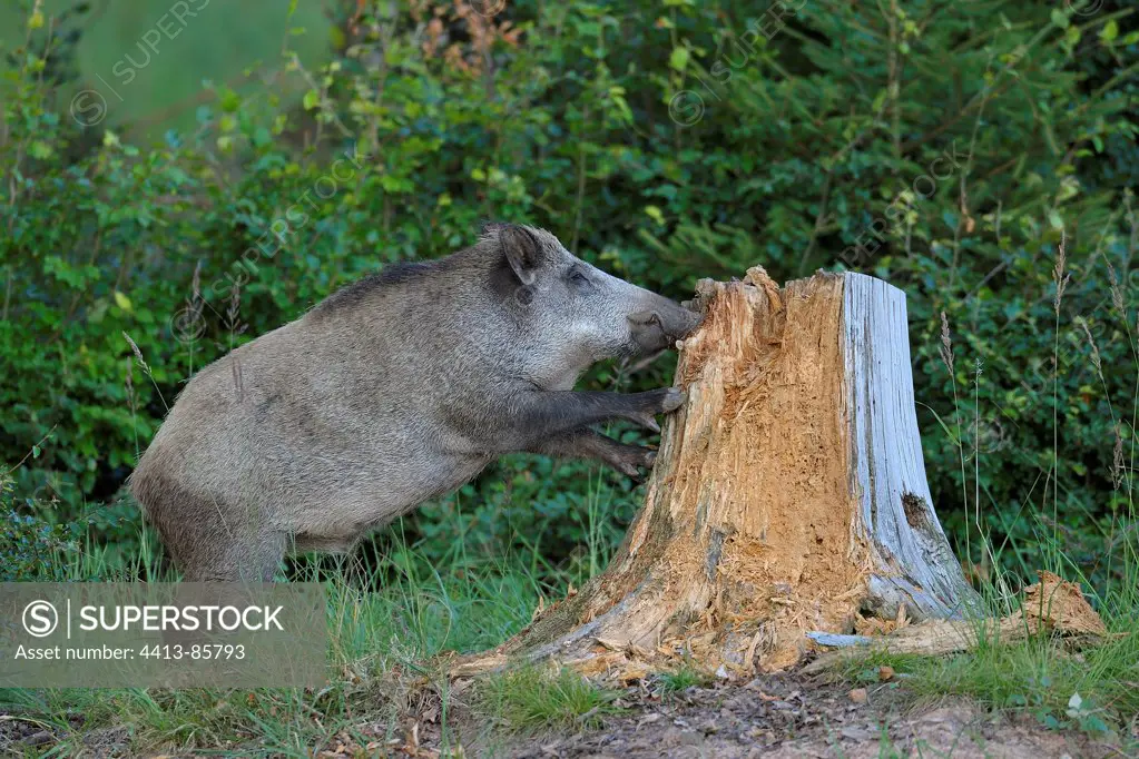 Wild boar on a tree in summer Hesse Germany