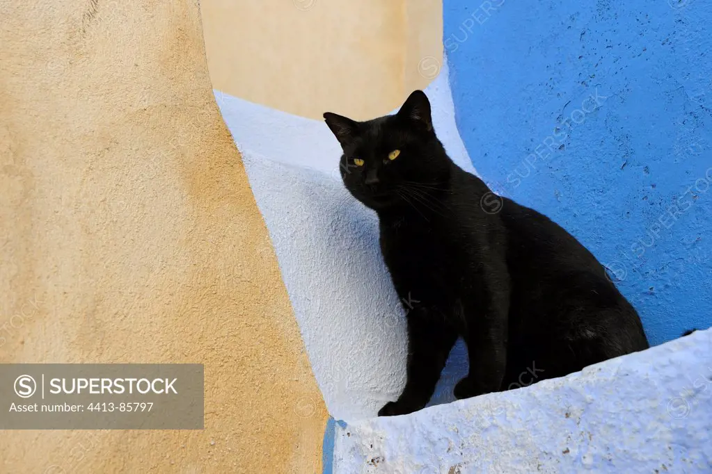Black Domestic Cat on staircase Cyclades islands Greece