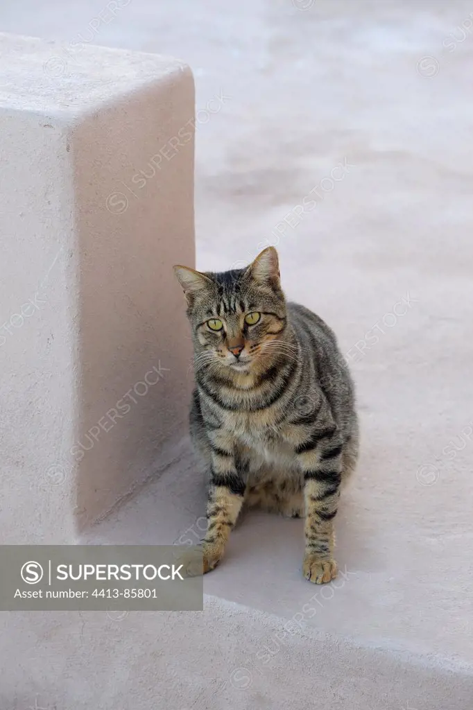 Domestic Cat sitting Cyclades islands Greece