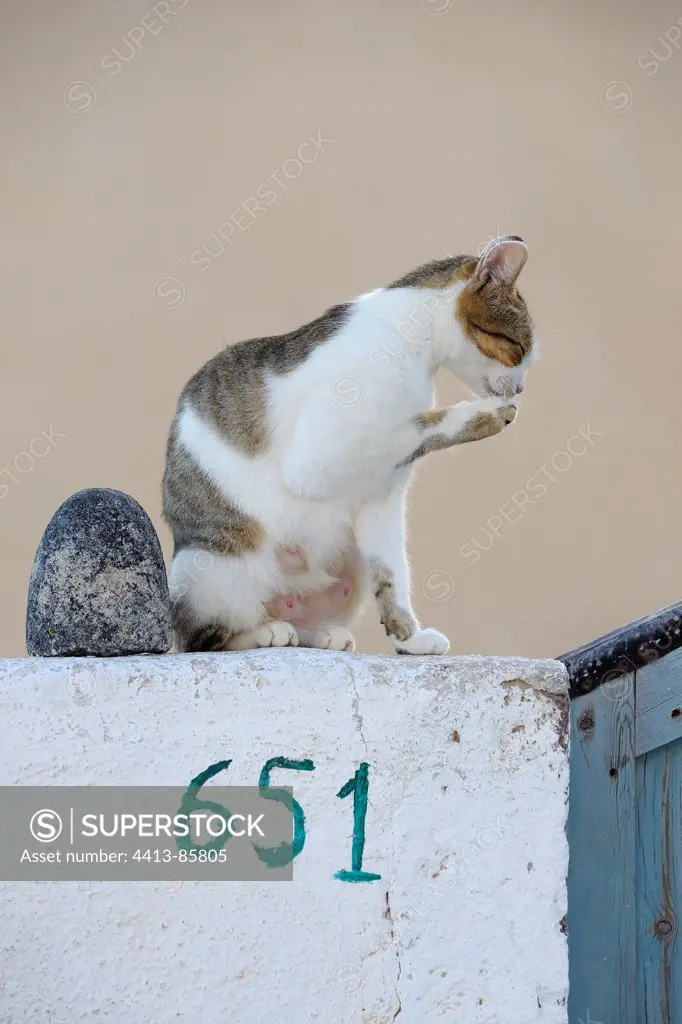 Domestic Cat grooming on a wall Cyclades islands Greece