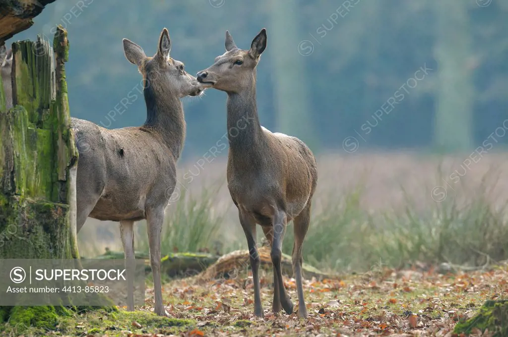 Red deer females in winter Denmark