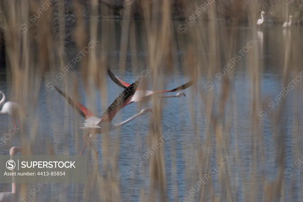 Rosy Greater Flamingoes flying away Camargue France