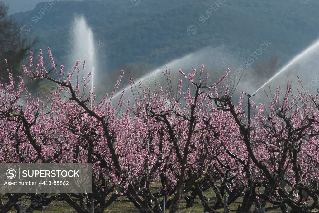 Watering Orchard of Peach tree bloom Ardèche France