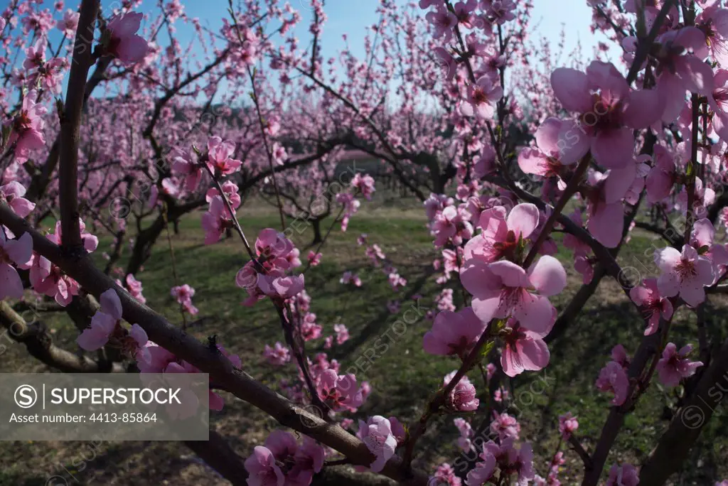 Orchard of Peach tree bloom Ardèche France