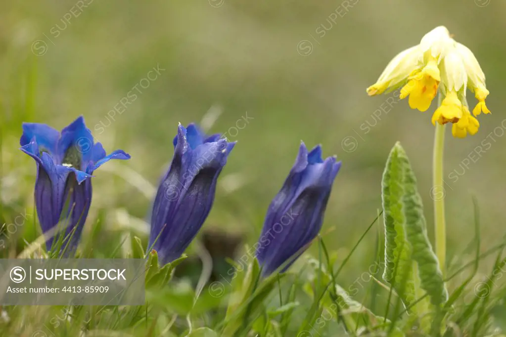Stemless Gentiana and Primrose in bloom Mercantour NP