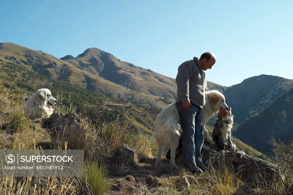 Herdsman and Sheepdogs in mountain Mercantour NP