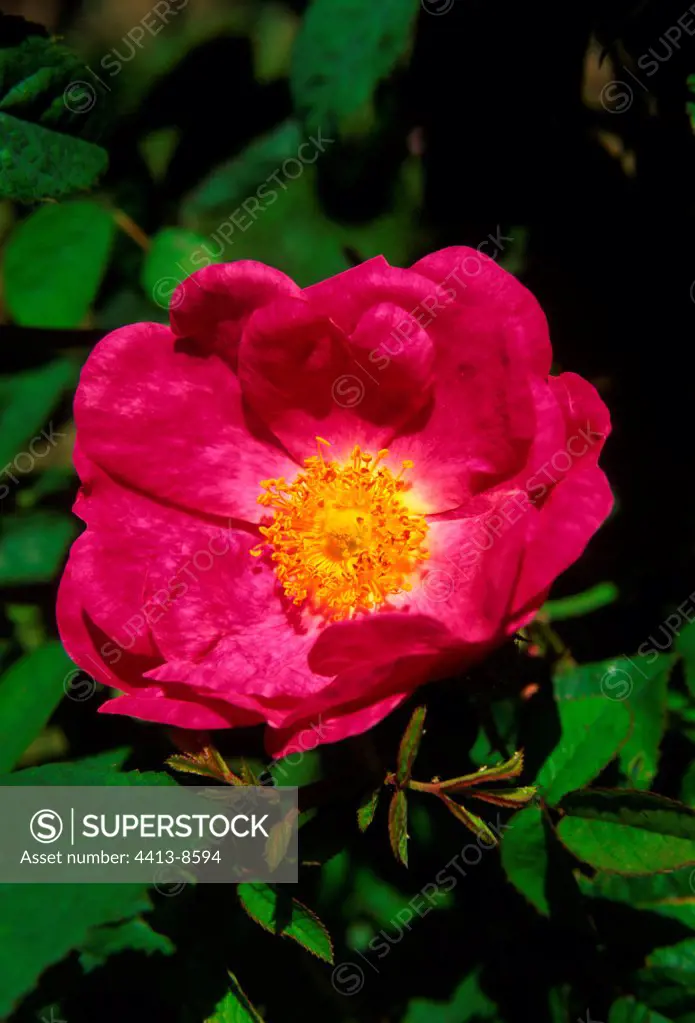 Rose of Damas Ile-de-France France