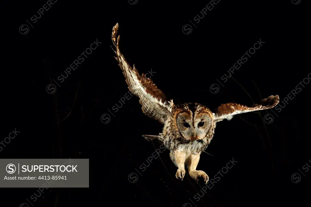 Tawny owl flying Normandie France