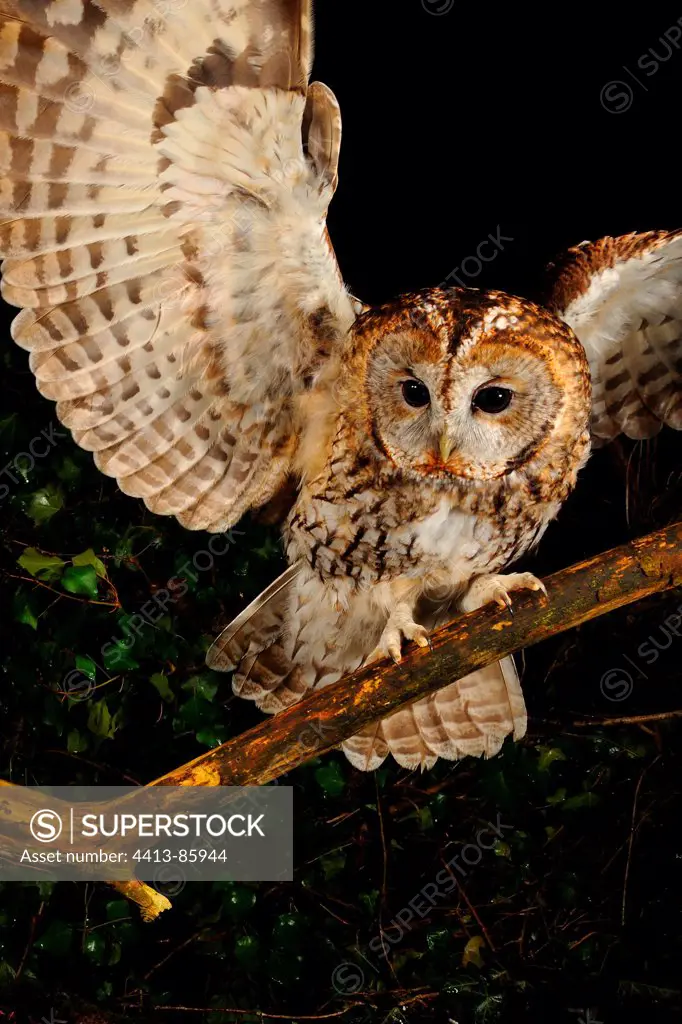 Tawny owl landing on a branch Normandie France