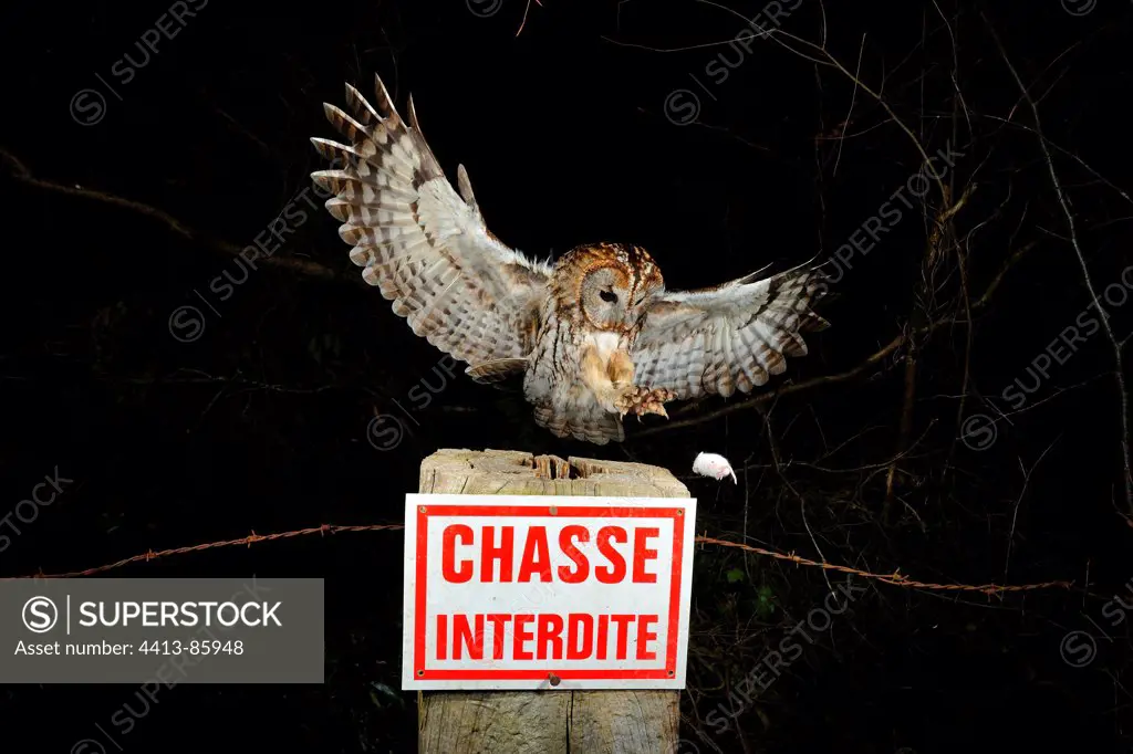 Tawny owl catching a mouse on a picket Normandie France