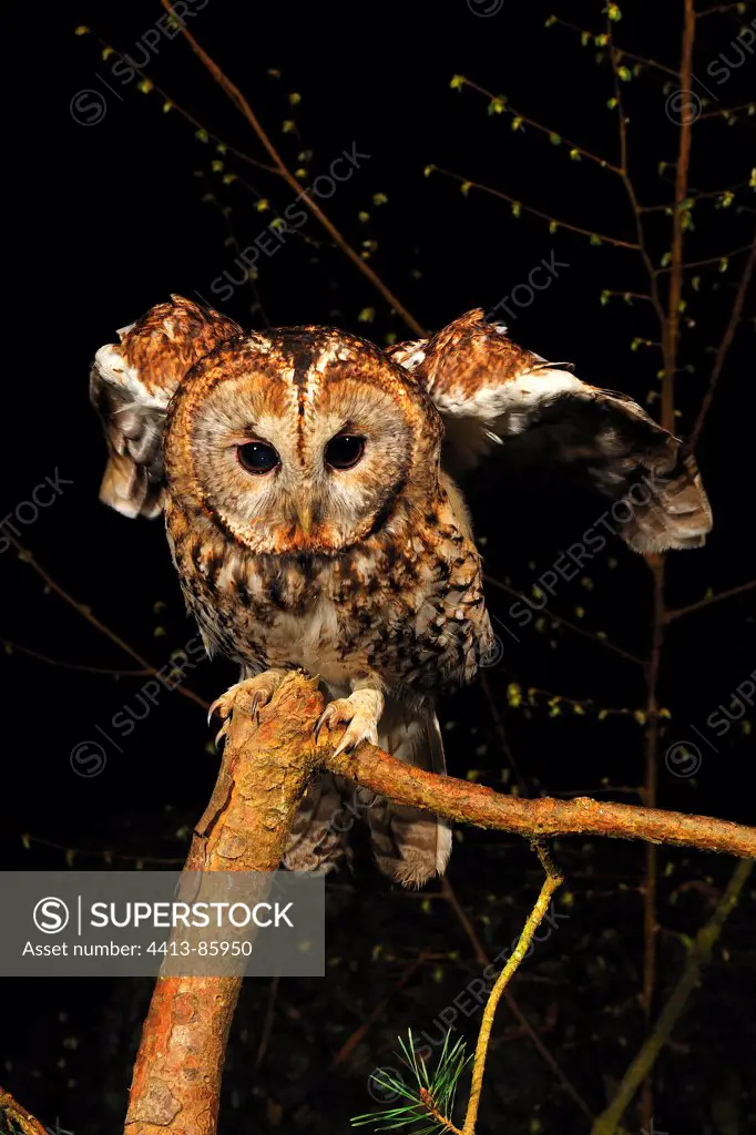 Tawny owl landing on a branch Normandie France
