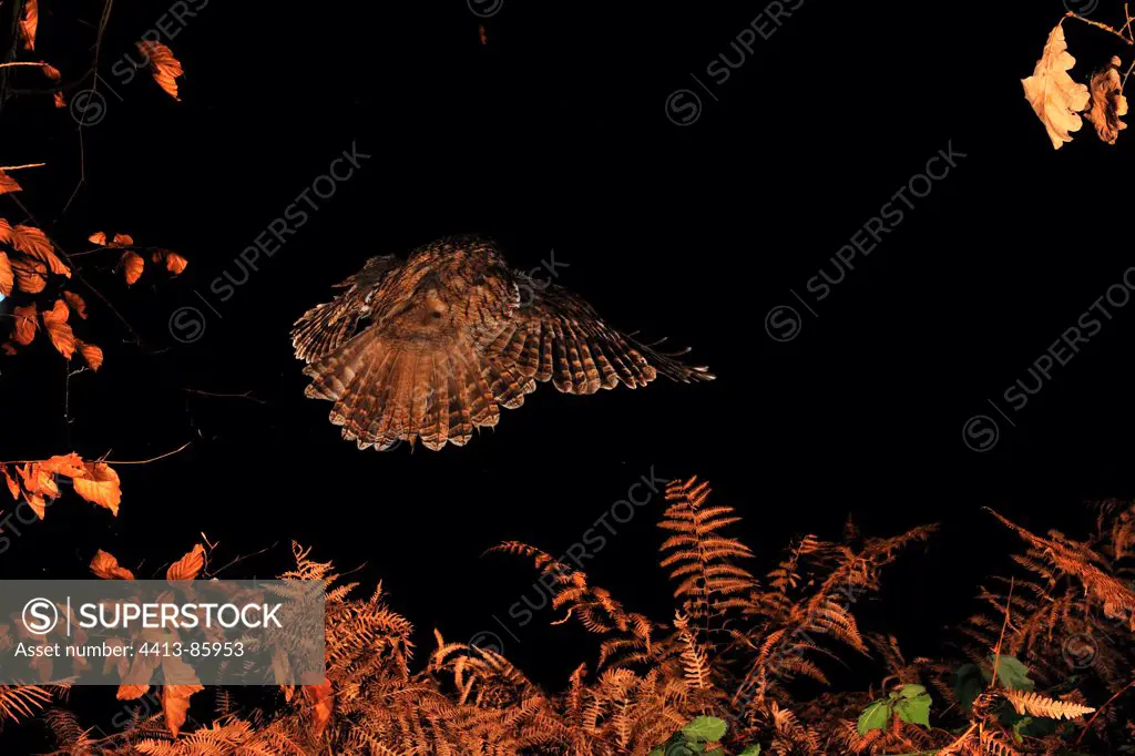 Tawny owl flying in forest Normandie France
