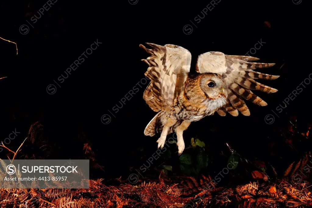 Tawny owl flying away in forest Normandie France