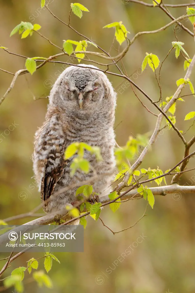Young Tawny owl on a branch in forest Normandie France
