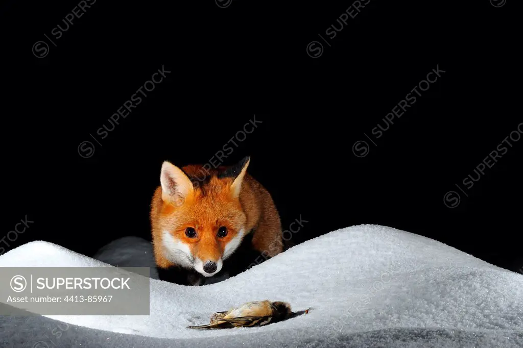 Red Fox and dead Finch in snow Normandie France