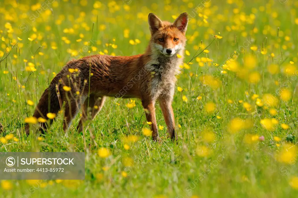 Red Fox in a meadow Normandie France