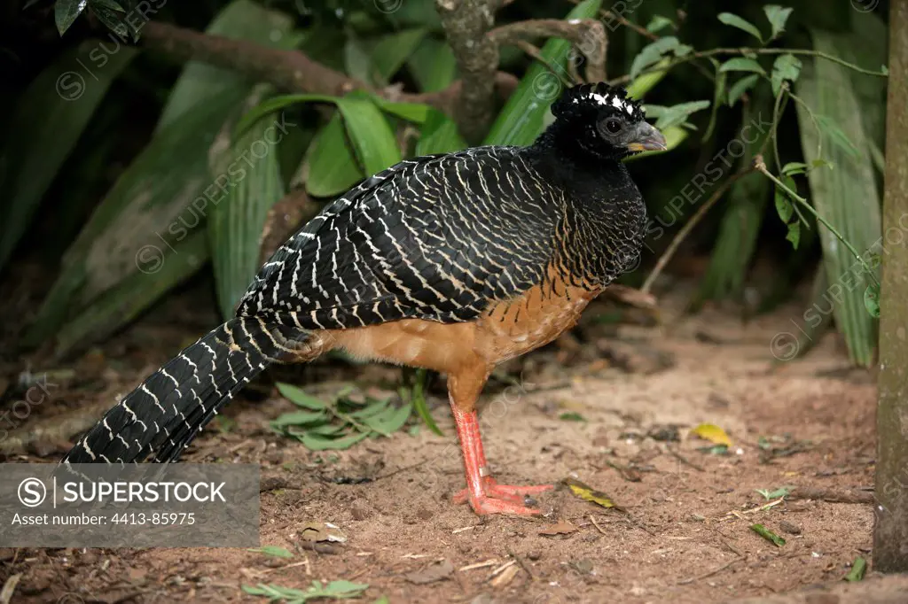 Bare-faced cusassow female on ground Brazil