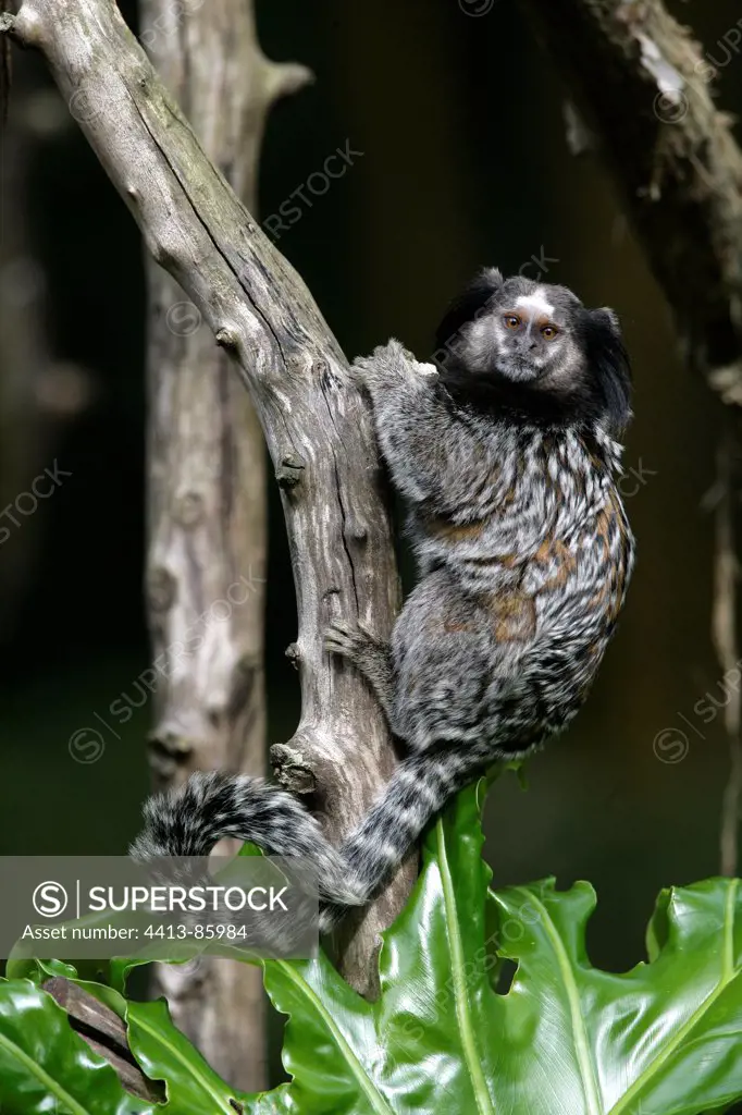 Black tufted-ear marmoset on a trunk Brazil