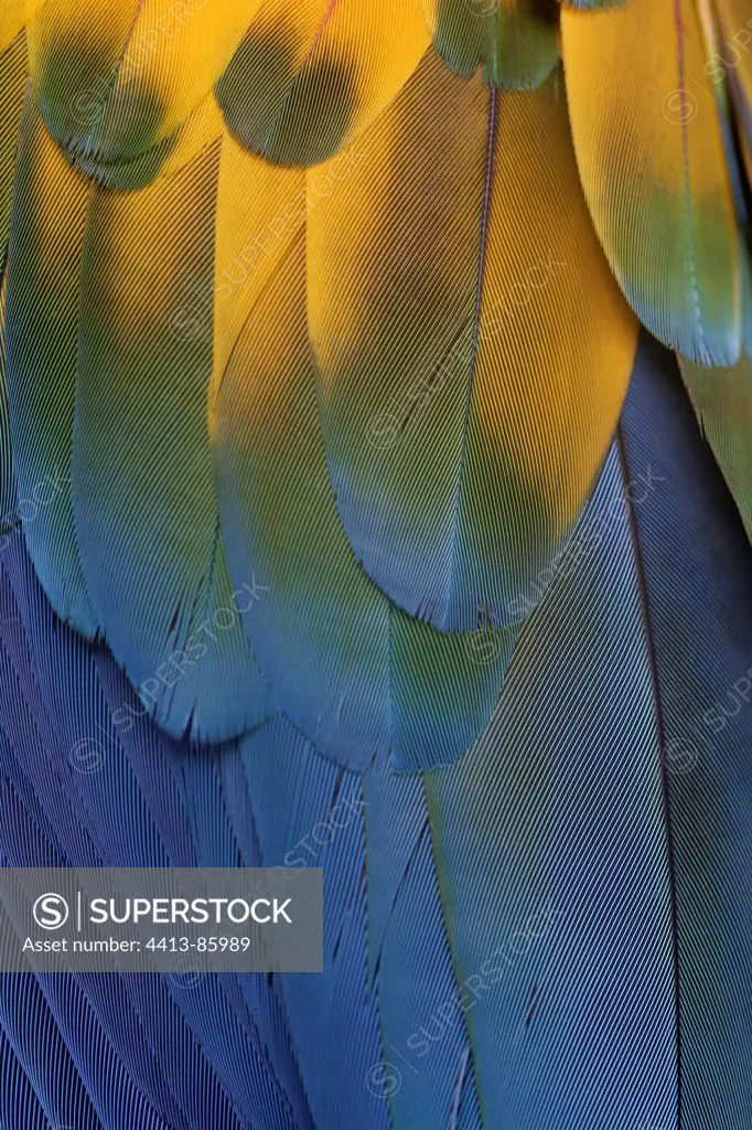 Scarlet macaw plumage Brazil
