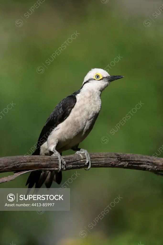 White woodpecker on a branch Brazil
