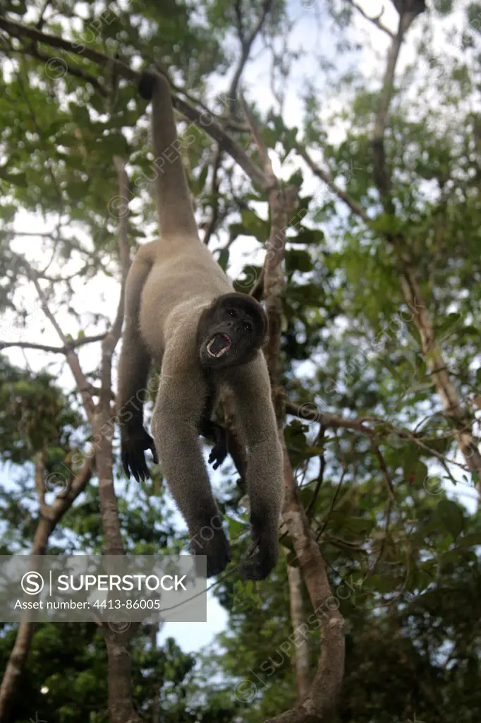 Woolly monkey on a branch Brazil