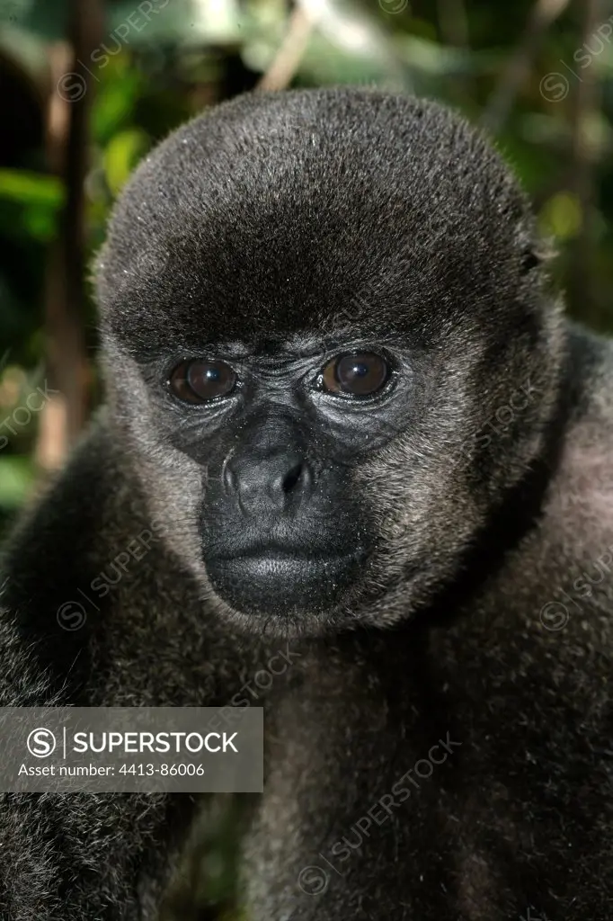 Portrait of Woolly monkey Brazil