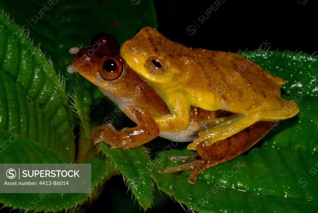 Lesser Tree frog mating on a leaf Kaw Mountain French Guiana
