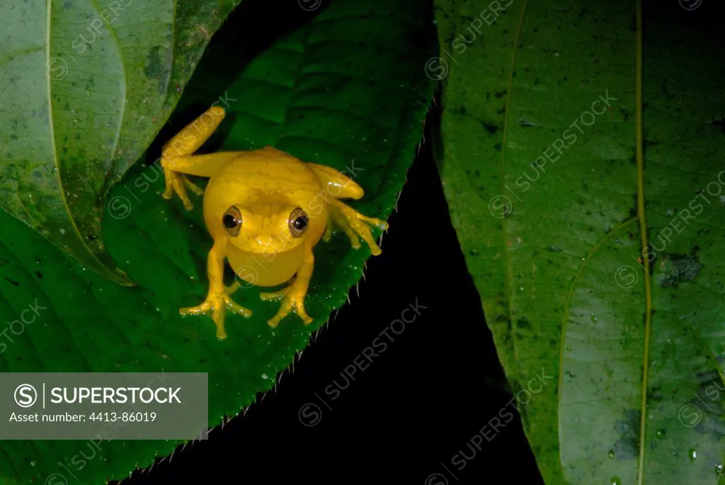 Lesser Tree frog male singing Kaw Mountain French Guiana