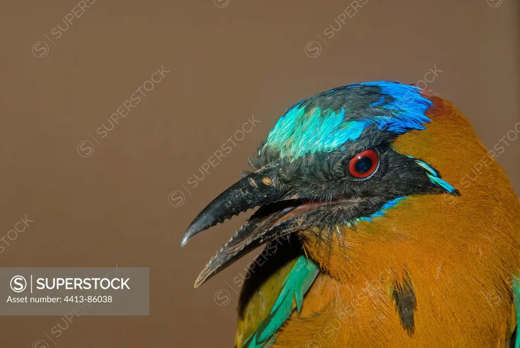 Portrait of Blue-Crowned Motmot French Guiana