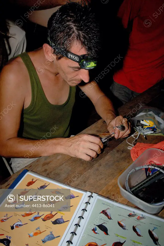 Man tagging forest bird of French Guiana