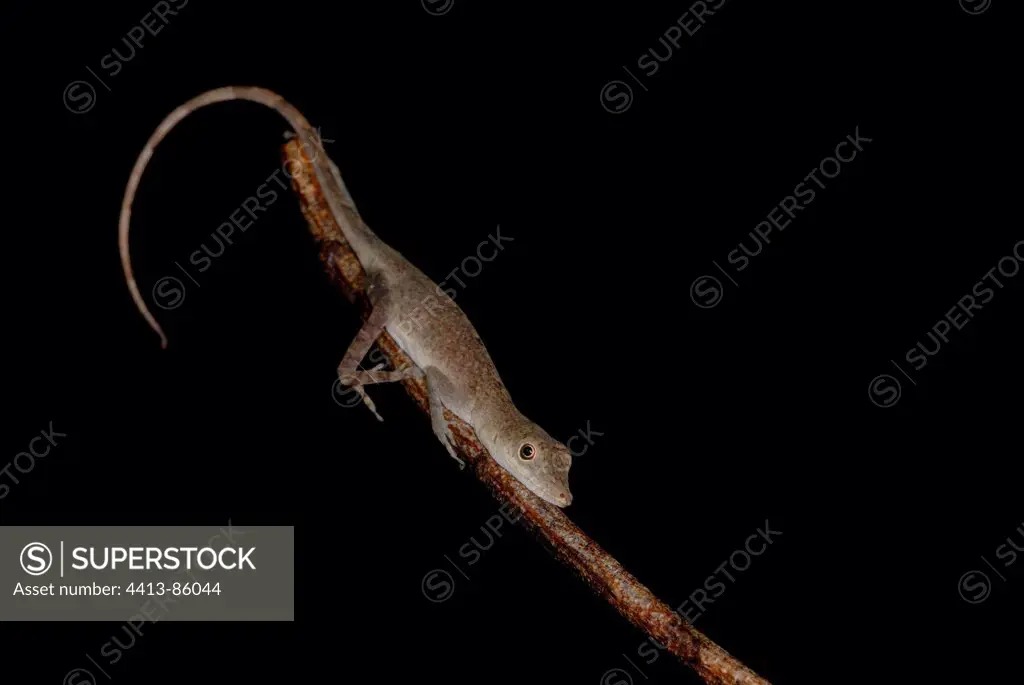 Anoles on a branch at night in forest French Guiana