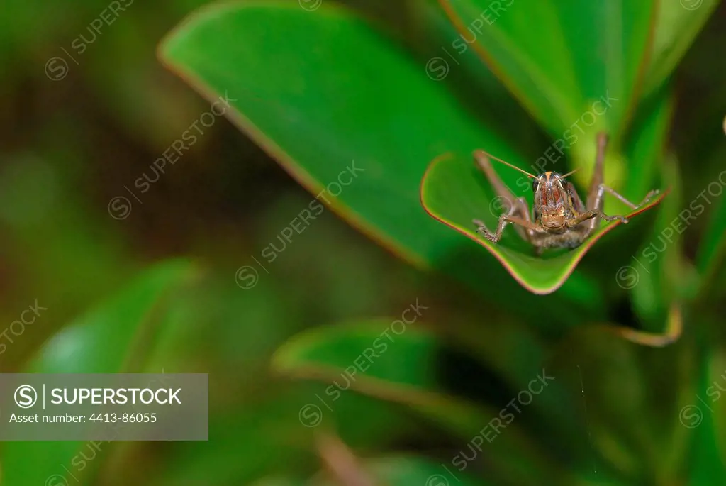 Locust on Gaque leaf French Guiana
