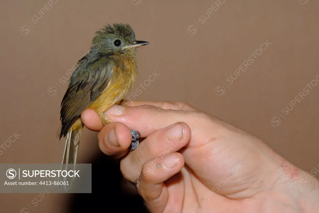 Cinnamon Crested Spadebill on hand French Guiana