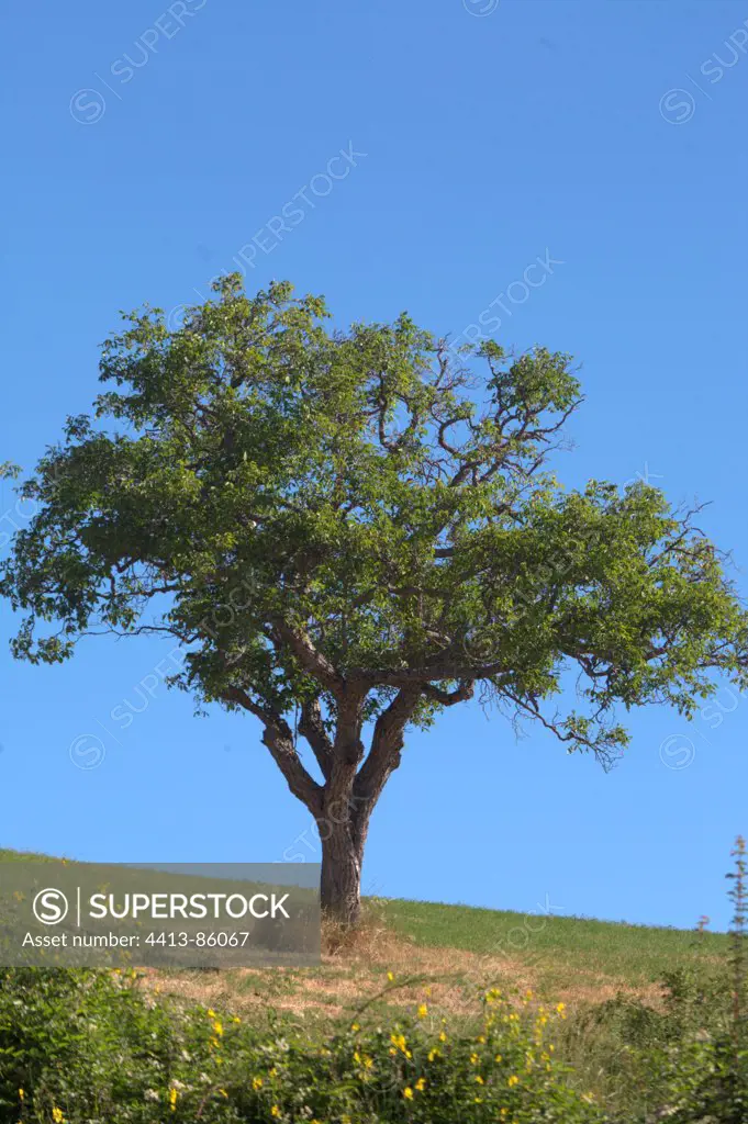 Walnut tree on blue sky France