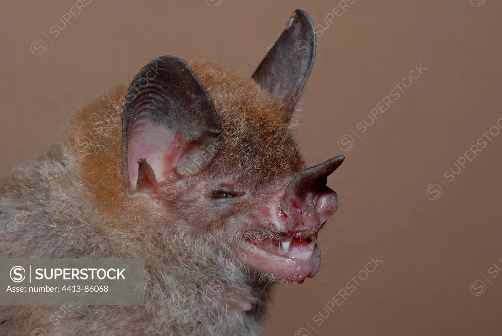 Portrait of Pale-face Bat Guiana