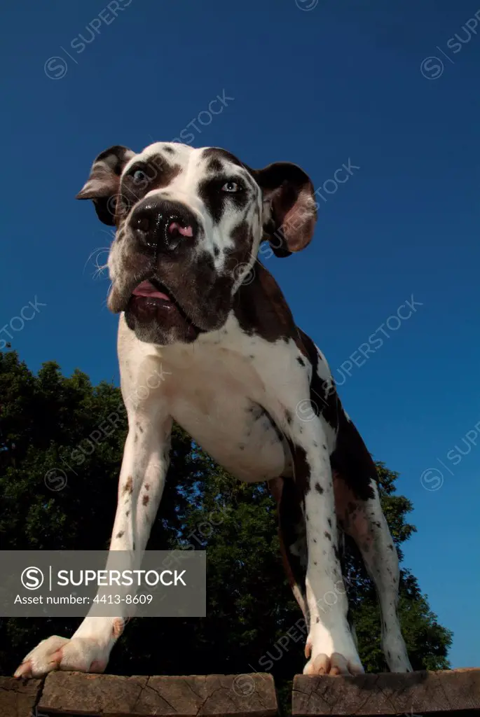 German mastiff harlequin playing on a table France