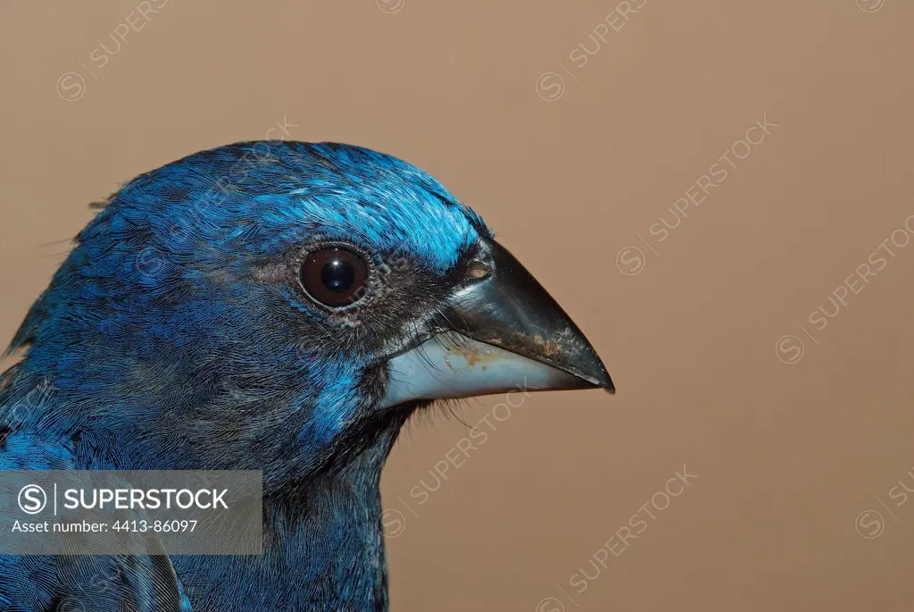 Portrait of Blue-Black Grosbeak male French Guiana
