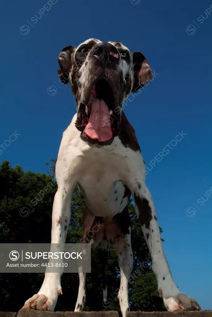 German mastiff harlequin playing and yawning on a table