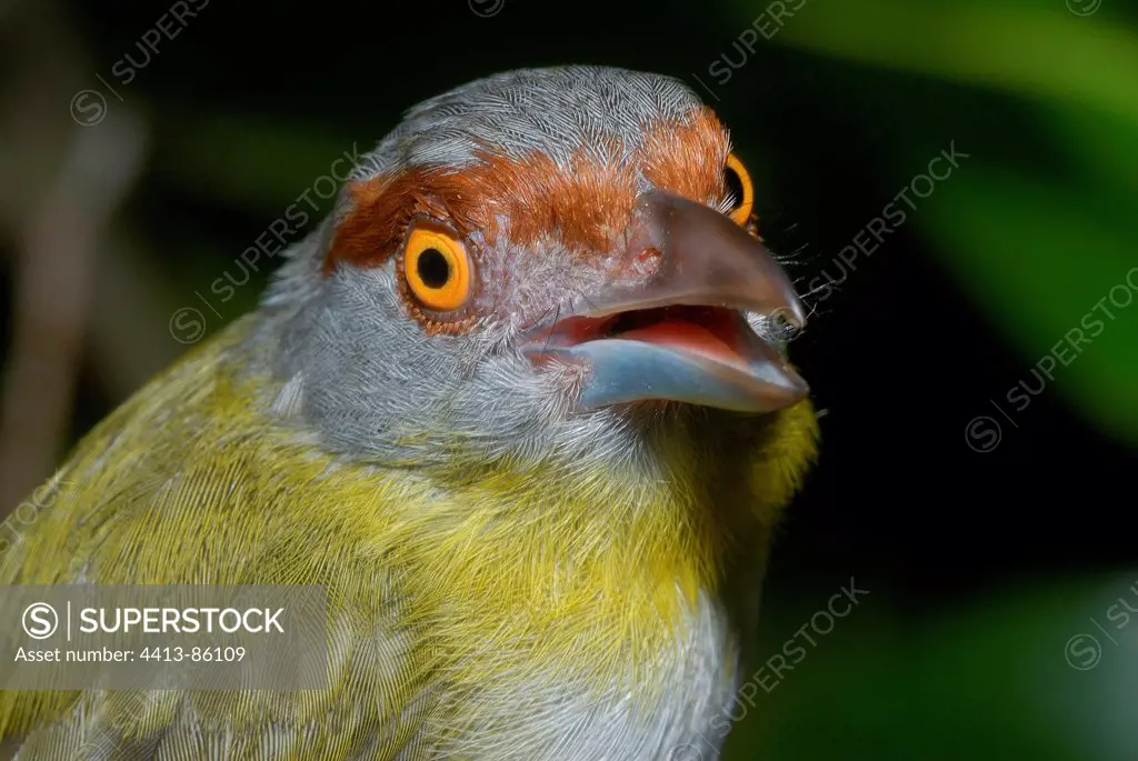 Portrait of Rufous-Browes Peppershrike French Guiana