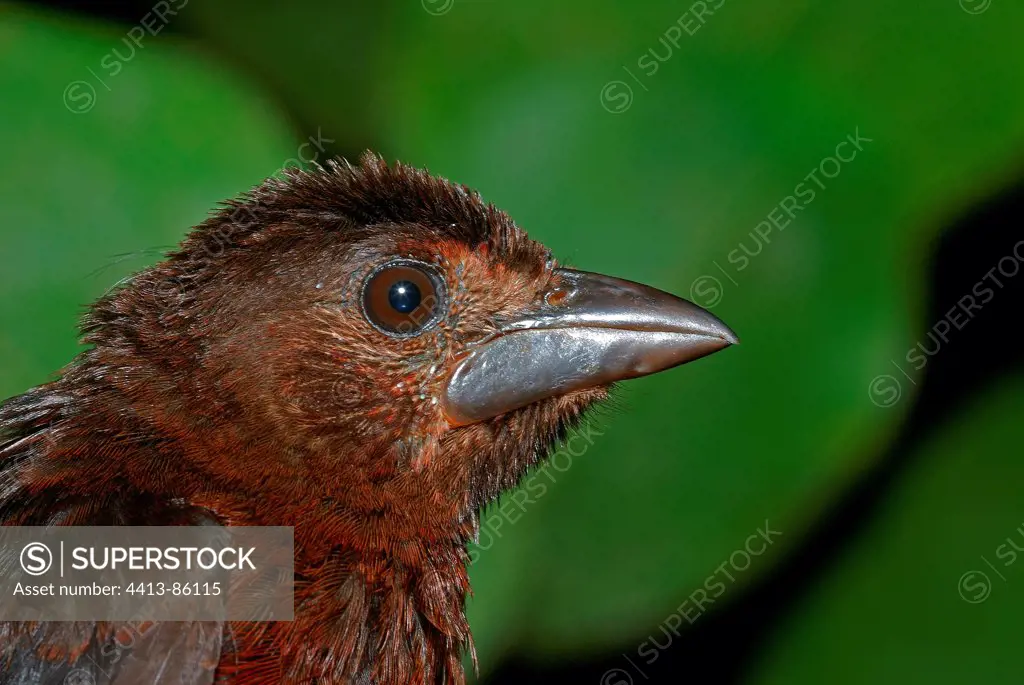 Portrait of Sylver-beaked Tanager female French Guiana