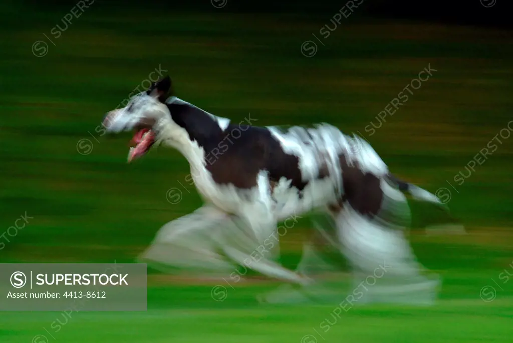 German mastiff harlequin running in the grass France