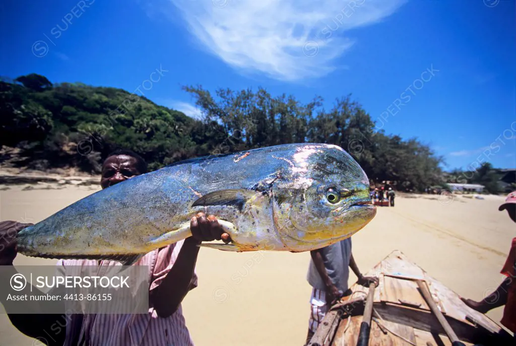 Fisherman holds Dolphin fish caught with rod and reel