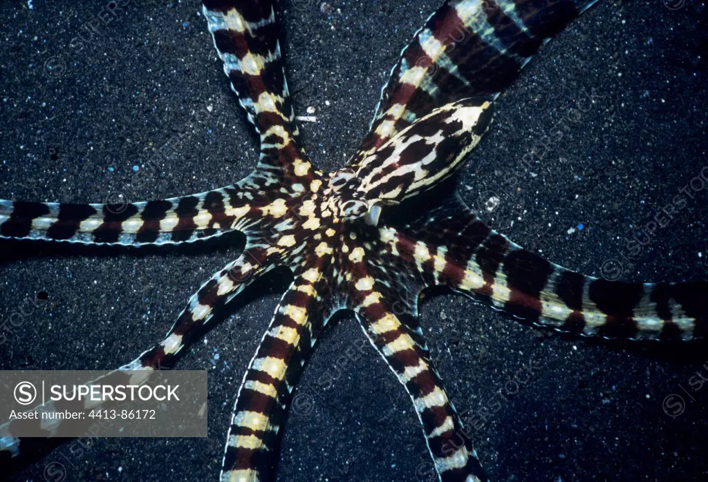 Wunderpus Octopus on sand Lembeh strait Sulawesi