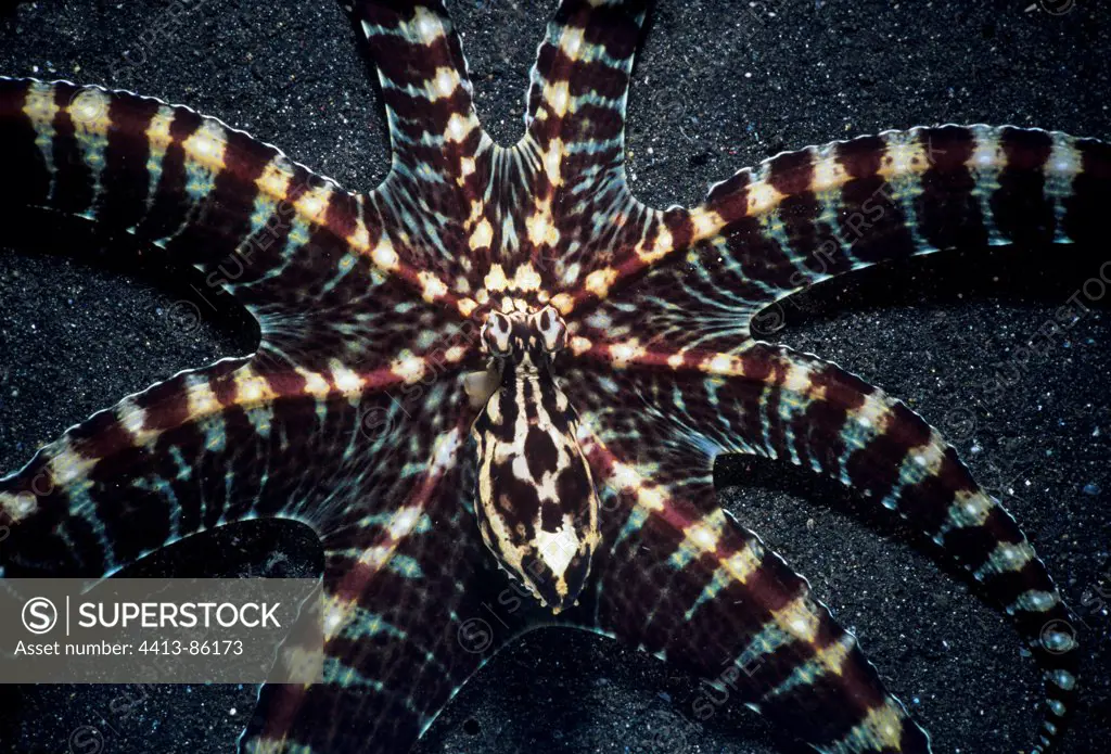 Wunderpus Octopus on sand Lembeh strait Sulawesi